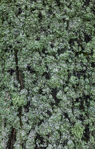 Grüne Flechten an einer Baumrinde im Schwatzen Moor, Rhön, Bayern, Deutschland