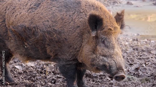 Close up of a large male wild boar pig searching around on the muddy forest ground on a cloudy autumn day