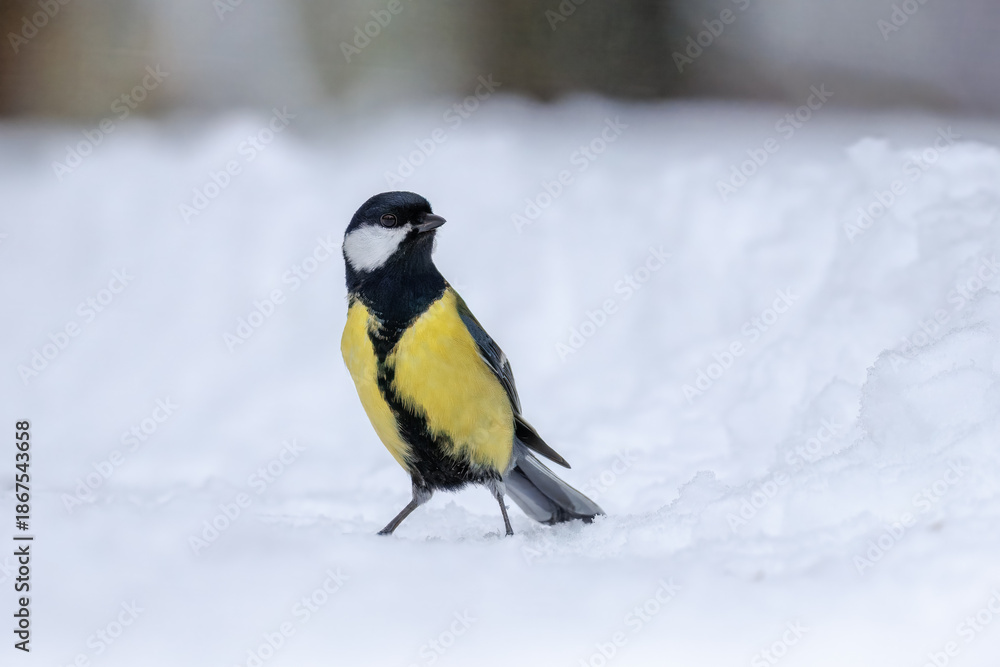 Obraz premium A male great tit stands on white snow, looking toward the camera on a cloudy winter day.