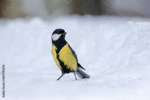 A male great tit stands on white snow, looking toward the camera on a cloudy winter day.