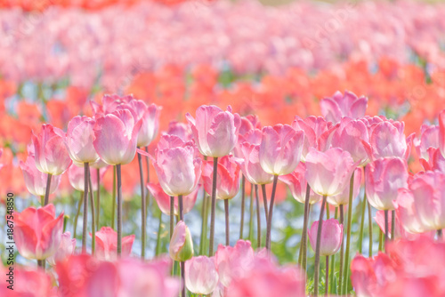 春爛漫のチューリップ畑