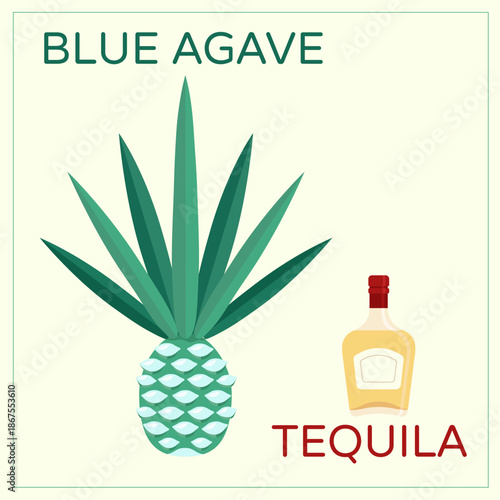 Blue agave plant and a bottle of tequila isolated on light background. Minimalistic design of the Mexican national drink. Tequila production