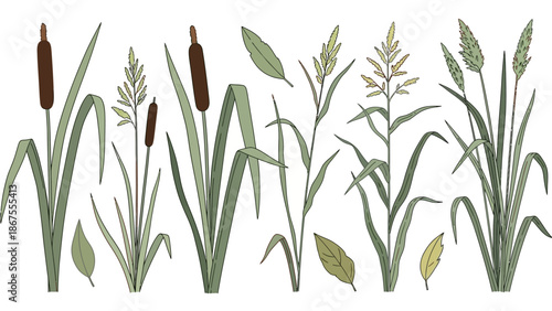 Illustration of various aquatic plants and cattails in a serene wetland environment from a panoramic viewpoint