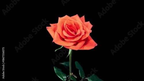 Time Lapse of Orange Rose Growing Blossom From Bud to Big Flower on Black Background and Wilting After