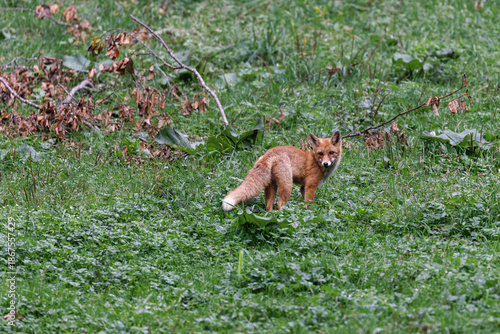 Rotfuchs in einer Wiese