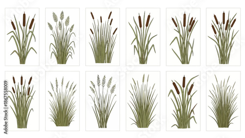 A serene collection of various aquatic plants and cattails illustrated in a grid on a white background