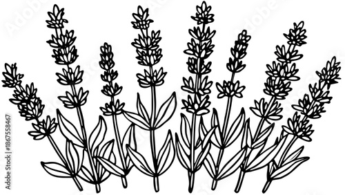 Very beautiful set of lavender flowers arranged as isolated botanical elements, designed for versatile decorative use in floral patterns, branding, stationery, and elegant natural-themed artwork.