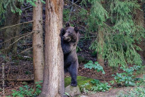 Braunbär versteckt sich hinter einem Baum