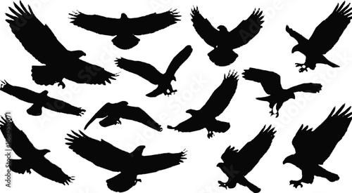 Set of thirteen black eagle and hawk silhouettes in various flying and soaring poses for nature wildlife and conservation designs. (20 words)