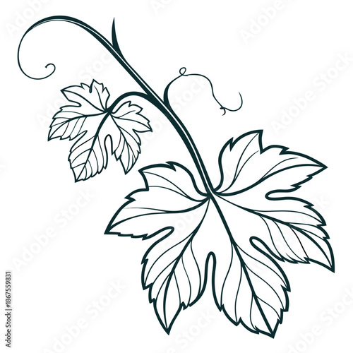 Vine leaf illustration