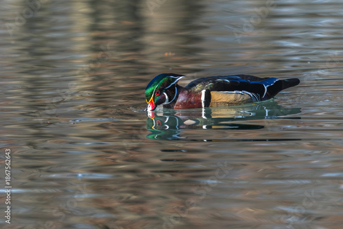 Male wood duck takes a drink of water.