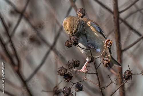 American goldfinch eating a seed pod.