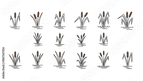 Hand-drawn vector illustration set of cattails and reeds in water, featuring stylized marsh plants for wetland nature designs and botanical clip art