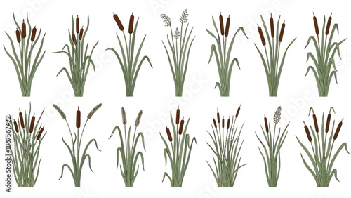 Collection of Cattail Plants and Reeds in Various Stages of Growth and Form