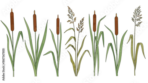 Hand-painted watercolor collection of aquatic marsh plants featuring cattails and wild reeds, perfect for nature and wetland-themed designs