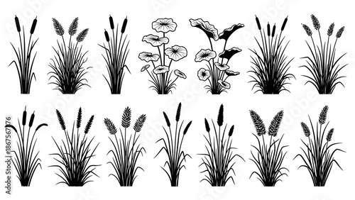 Diverse vector set of botanical illustrations showcasing various marsh and pond plants like reeds, cattails, and aquatic grasses in monochrome