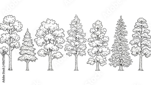 Collection of Hand-Drawn Tree Illustrations in Black and White