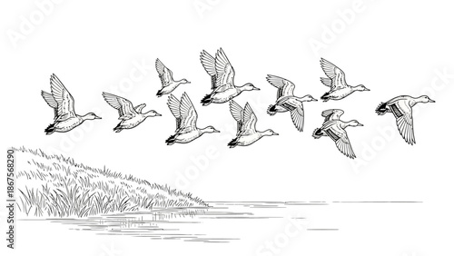 Illustration of a flock of birds flying over water at the edge of a grassy bank