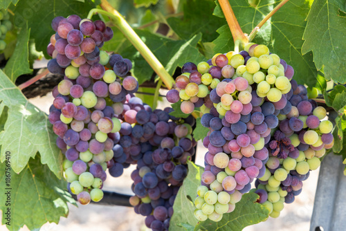 Bild auf Leinwand Grapes undergoing veraison in a vineyard, Alava, Basque Country