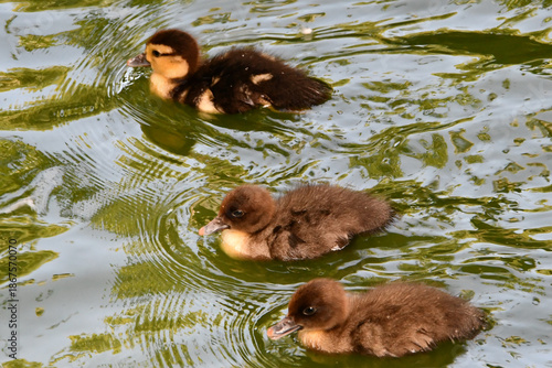 Mãe pata e filhotes no lago do Museu da República - Palácio do Catete - RJ 