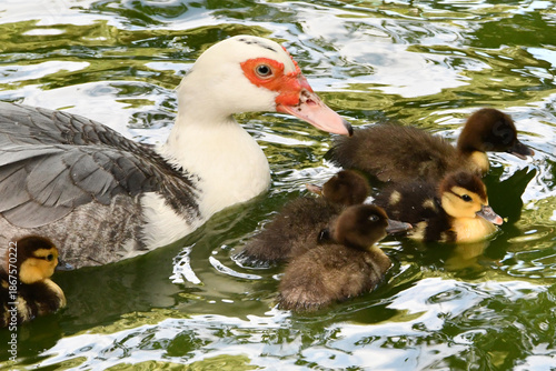 Mãe pata e filhotes no lago do Museu da República - Palácio do Catete - RJ 