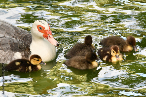 Mãe pata e filhotes no lago do Museu da República - Palácio do Catete - RJ 