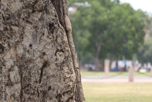 Old mossy tree trunk in a green forest park with bark texture and leaves