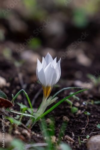 Delicate white and yellow winter Crocus in the woodlands near Kiryat Tivon in Israel.
