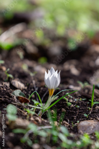 Delicate white and yellow winter Crocus in the woodlands near Kiryat Tivon in Israel.
