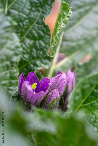 Mandragora or mandrake a purple wildflower that grows in the Winter in Israel
