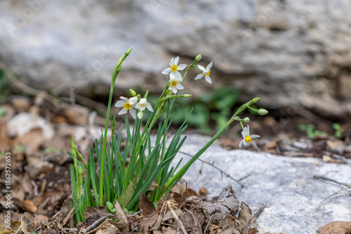 The small wild dafodil called Paperwhite, Bunch-flowered Narcissus, Bunch-flowered Daffodil, scientific name  Narcissus tazetta found in a wadi in Kiryat Tivon near Haifa, Israel.  
