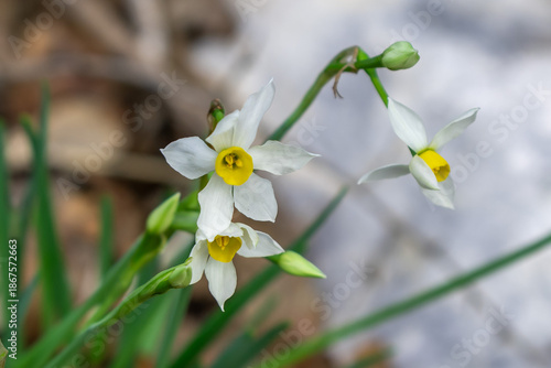 The small wild dafodil called Paperwhite, Bunch-flowered Narcissus, Bunch-flowered Daffodil, scientific name  Narcissus tazetta found in a wadi in Kiryat Tivon near Haifa, Israel.  
