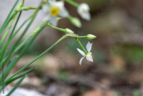 The small wild dafodil called Paperwhite, Bunch-flowered Narcissus, Bunch-flowered Daffodil, scientific name  Narcissus tazetta found in a wadi in Kiryat Tivon near Haifa, Israel.  
