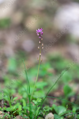 The Autumn Squill, Prospero autumnale, delicate purple flower that is usually the first flower of the season to bloom in Israel.
