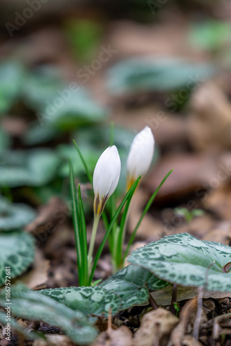 Delicate white and yellow winter Crocus in the woodlands near Kiryat Tivon in Israel.
