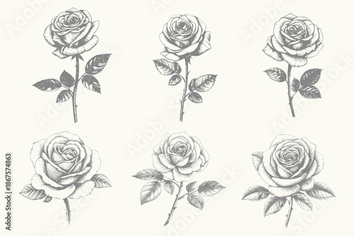 Hand drawn Rose set vector illustration. vintage engraving style Rose for creative design. Illustration of rose petal, sketch botany floral plant. Eps 10