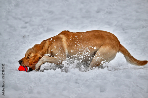 Fotografi labrador retriever fetching a ball in the snow