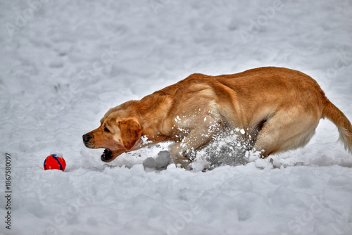 Fotografi labrador retriever fetching a ball in the snow