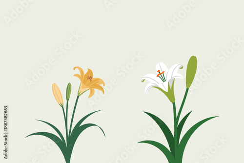 Beautiful lily flowers in white and yellow on green stems