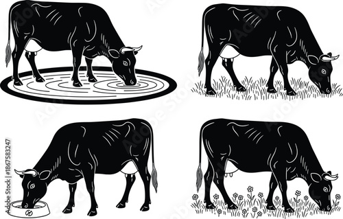Black cow grazing and drinking water vector illustration set, farm livestock feeding scenes, rural agriculture animal silhouette design