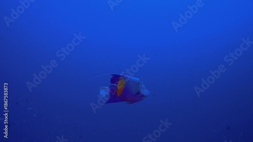 Wallpaper Mural Blue Sea Water and Tropical Fish. Tropical underwater sea fish. Colourful tropical coral reef. Scene reef. Marine life sea world. Underwater fish reef marine. Torontodigital.ca