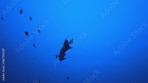 Wallpaper Mural Blue Sea Water background Underwater. Tropical underwater sea fish. Colourful tropical coral reef. Scene reef. Marine life sea world. Underwater fish reef marine. Torontodigital.ca