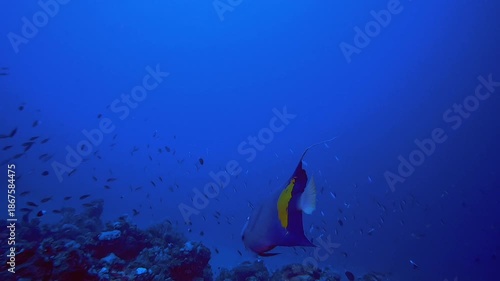 Wallpaper Mural Blue Sea Water Colourful Fish. Tropical underwater sea fish. Colourful tropical coral reef. Scene reef. Marine life sea world. Underwater fish reef marine. Torontodigital.ca