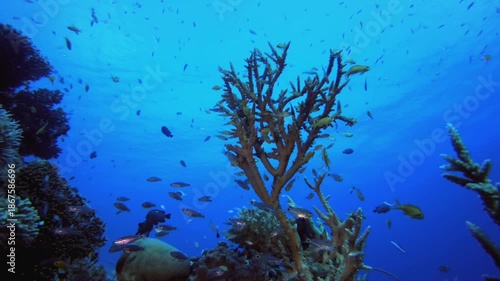 Wallpaper Mural Blue Water Coral Reef Fish. Tropical colourful underwater seascape. Underwater fish garden reef. Reef coral scene. Coral garden seascape. Torontodigital.ca