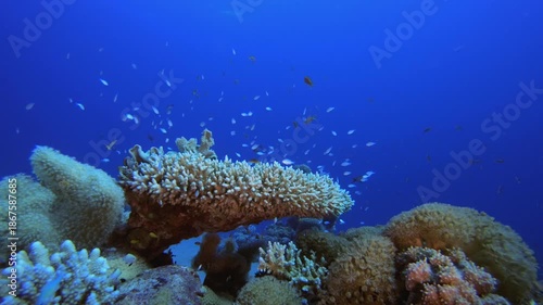 Wallpaper Mural Blue-Green Fish and Sea. Tropical fish reef marine. Soft-hard corals seascape. Vibrant coral garden. Reef coral scene. Beautiful soft coral. Sea reef. Torontodigital.ca