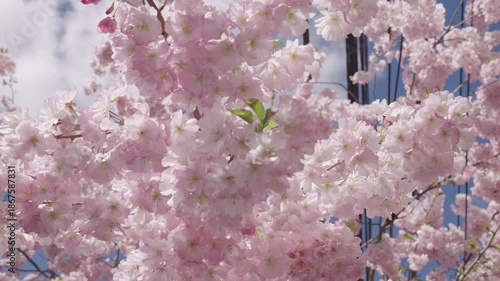 Spring nature. Sakura with blooming flower. Blossom spring season. Japanese cherry. Sakura blossom. Spring Sakura flower on cherry tree. Sakura flower in bloom in spring. Cherry blossom pink flower