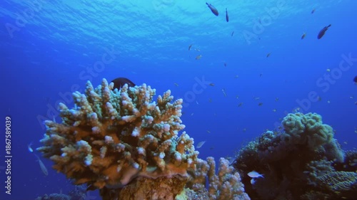 Wallpaper Mural Colourful Fish and Blue-Green. Tropical underwater sea fish. Underwater fish reef marine. Underwater sea fish. Coral garden seascape. Reef coral scene. Torontodigital.ca