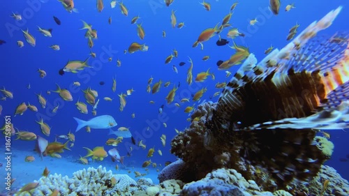 Wallpaper Mural Colourful Lion-Fish Coral Reef. Tropical colourful underwater seascape. Underwater fish garden reef. Reef coral scene. Coral garden seascape. Torontodigital.ca