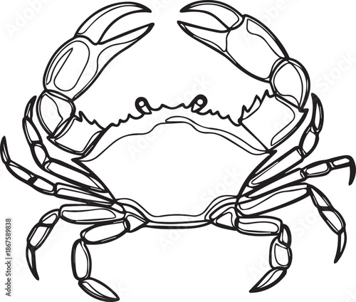 Detailed illustration of crab with claws raised
