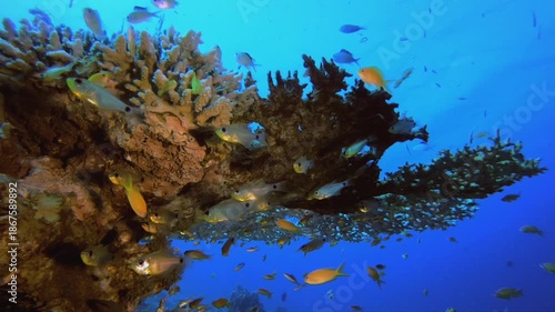 Wallpaper Mural Colourful Reef Scene. Underwater colourful sea fish. Tropical reef marine. Corals tropical life. Coral garden seascape. Blue water background. Torontodigital.ca